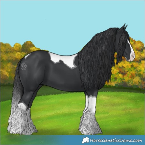Horse Color:Black Splash Tobiano 