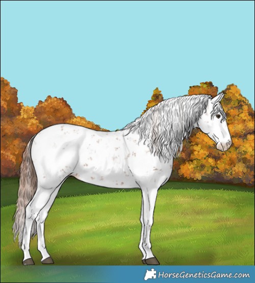 Horse Color:Chestnut Sabino