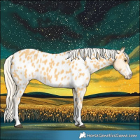 Horse Color:Palomino Near Leopard 