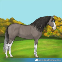 Horse Color:Smoky Grullo Splash 