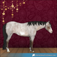 Horse Color:Gray Sable Champagne Roan Frame 