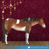 Horse Color:Bay Tobiano Rabicano 
