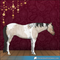 Horse Color:Gray Liver Red Dun Roan Tobiano Appaloosa Rabicano 