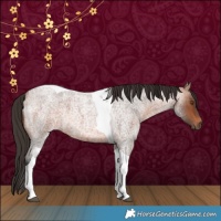 Horse Color:Bay Roan Tobiano