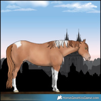 Horse Color:Gold Champagne Tobiano 