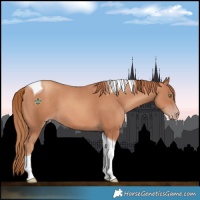 Horse Color:Gold Champagne Tobiano