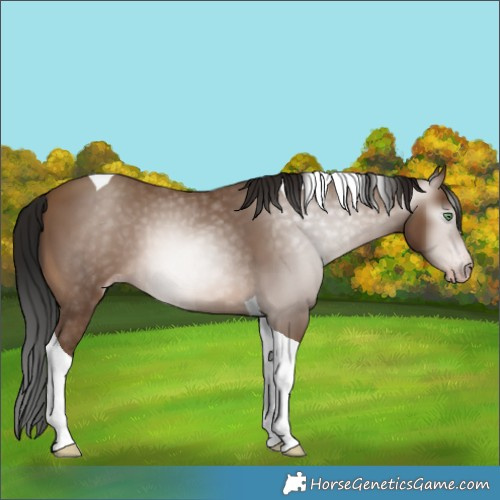Horse Color:Gray Amber Champagne Tobiano 