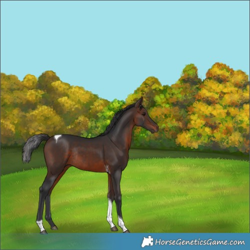 Horse Color:Brown Tobiano Rabicano 
