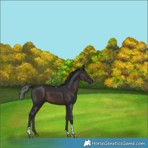 Horse Color:Brown Tobiano 
