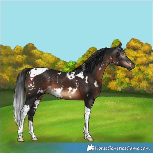 Horse Color:Gray White Spotted Brown Tobiano 