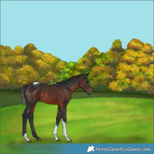 Horse Color:Brown Tobiano 