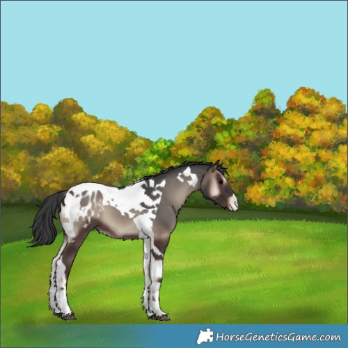 Horse Color:Blue Onyx Tobiano Appaloosa