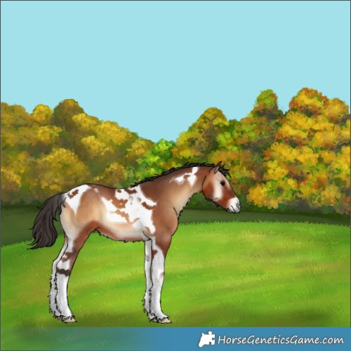 Horse Color:Bay Onyx Tobiano 