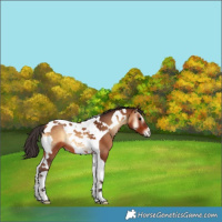 Horse Color:Bay Onyx Tobiano