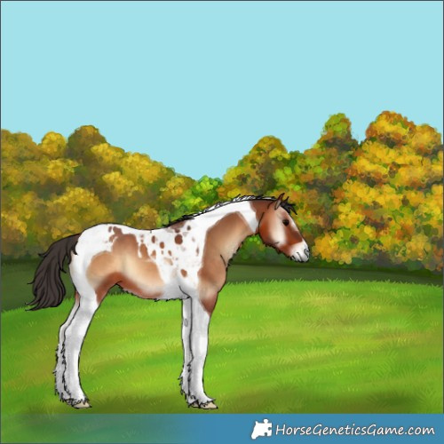 Horse Color:Bay Onyx Tobiano 