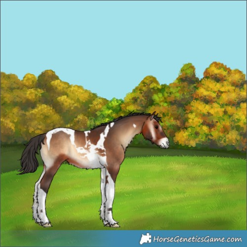 Horse Color:Brown Onyx Tobiano