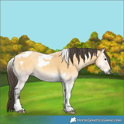 Horse Color:Buckskin Onyx Tobiano 