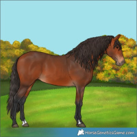 Horse Color:Bay 