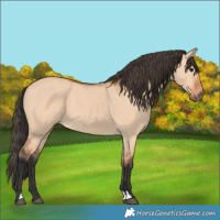 Horse Color:Bay Dun 