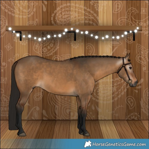 Horse Color:Gray Bay Dun 
