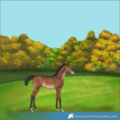 Horse Color:Bay Appaloosa 