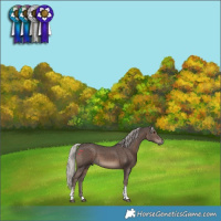 Horse Color:Silver Black Tobiano 