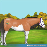 Horse Color:Bay Splash 