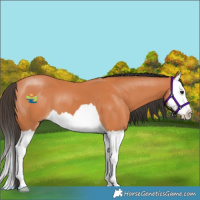 Horse Color:Bay Splash 