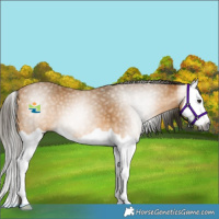 Horse Color:Gray Buckskin Splash