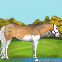 Horse Color:Silver Buckskin Splash