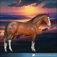 Horse Color:Bay Splash 