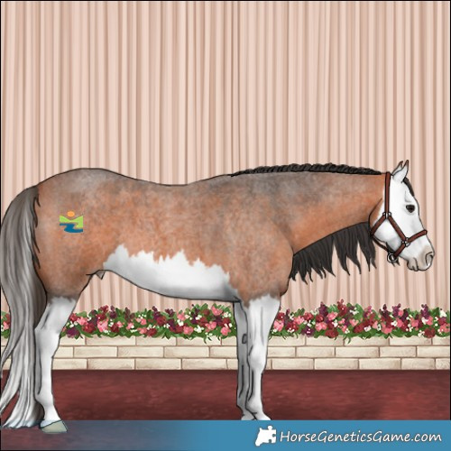 Horse Color:Bay Roan Splash 