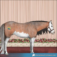 Horse Color:Bay Roan Splash 