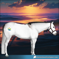 Horse Color:Gray Bay Splash 