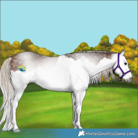 Horse Color:Gray Silver Bay Splash