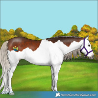 Horse Color:Gray Silver Bay Splash