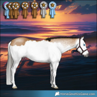 Horse Color:Gray Buckskin Splash