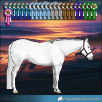 Horse Color:Gray Buckskin Splash