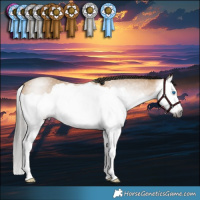 Horse Color:Gray Buckskin Splash 