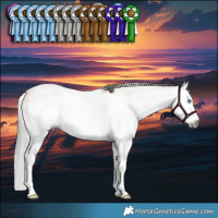 Horse Color:Gray Buckskin Splash 