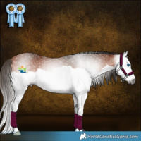 Horse Color:Gray Bay Splash Rabicano 