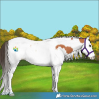 Horse Color:Bay Splash Tobiano 
