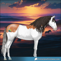 Horse Color:Bay Splash 