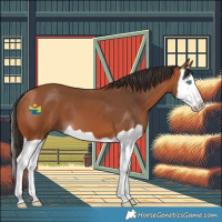 Horse Color:Bay Splash 