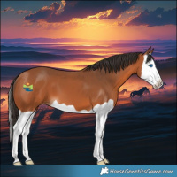 Horse Color:Bay Splash 