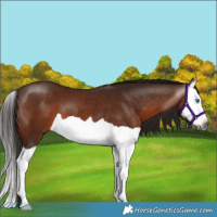 Horse Color:Gray Bay Splash 