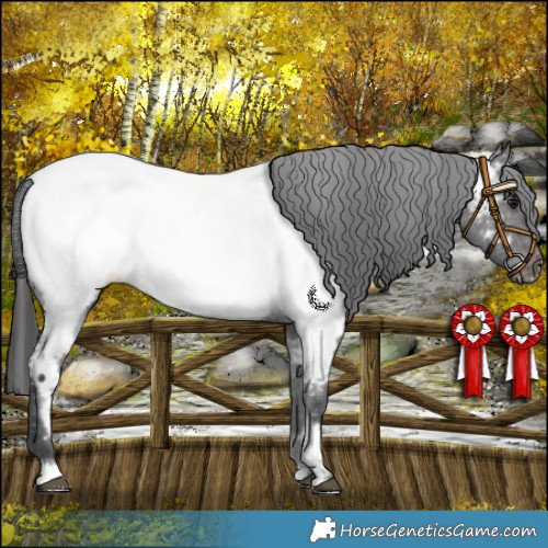 Horse Color:Brown Roan Appaloosa 