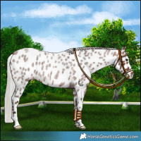 Horse Color:Silver Brown Roan Leopard