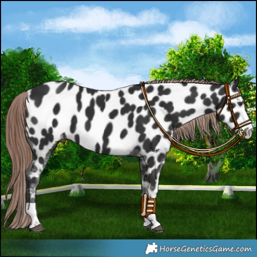 Horse Color:Liver Chestnut Appaloosa 