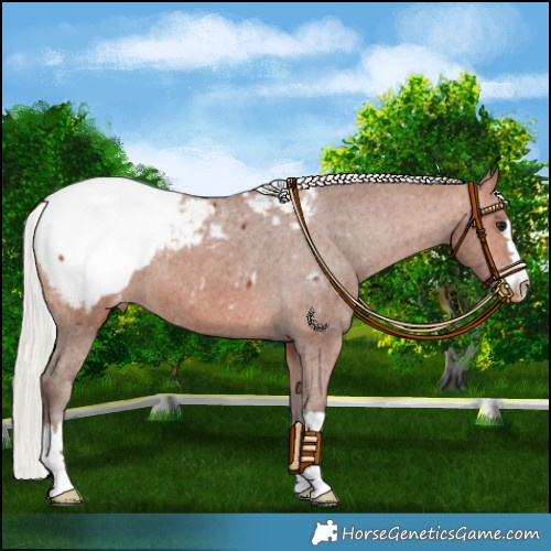 Horse Color:Silver Bay Appaloosa 